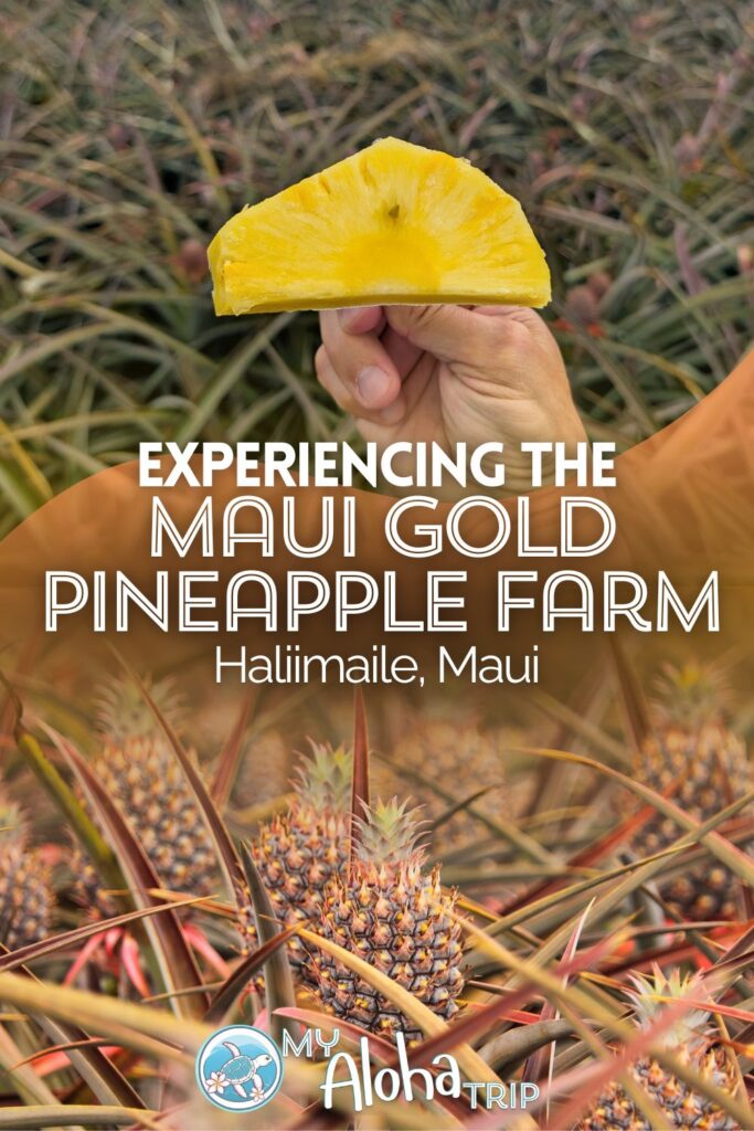 The Maui Pineapple Tour is much different than I expected, and I'm so glad we did it. Not your usual agritourism, visiting the Maui Gold Pineapple Farm and getting to eat fresh pineapple in a field on the slopes of Haleakala is only part of what makes this a fun, unique experience when you're on Maui.