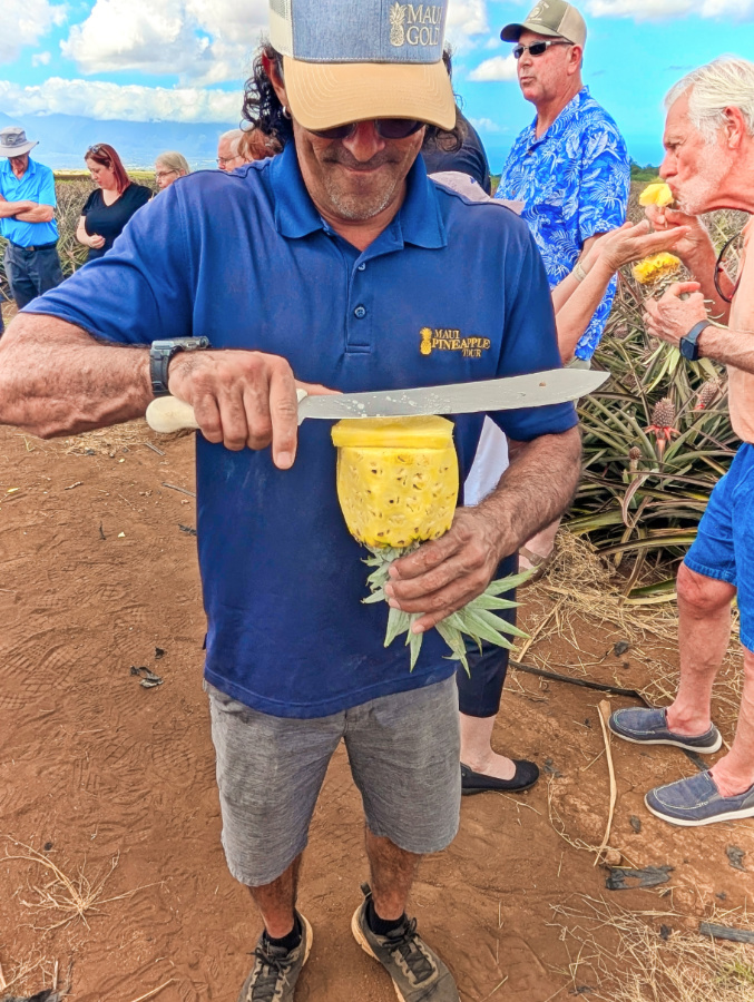 Sampling Pineapples at Maui Gold Pineapple Farm Tour Haliimaile Maui Hawaii 1