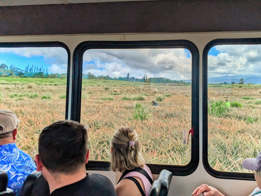 Tour Bus through Field of Pineapples at Maui Gold Pineapple Farm Tour Haliimaile Maui Hawaii 1