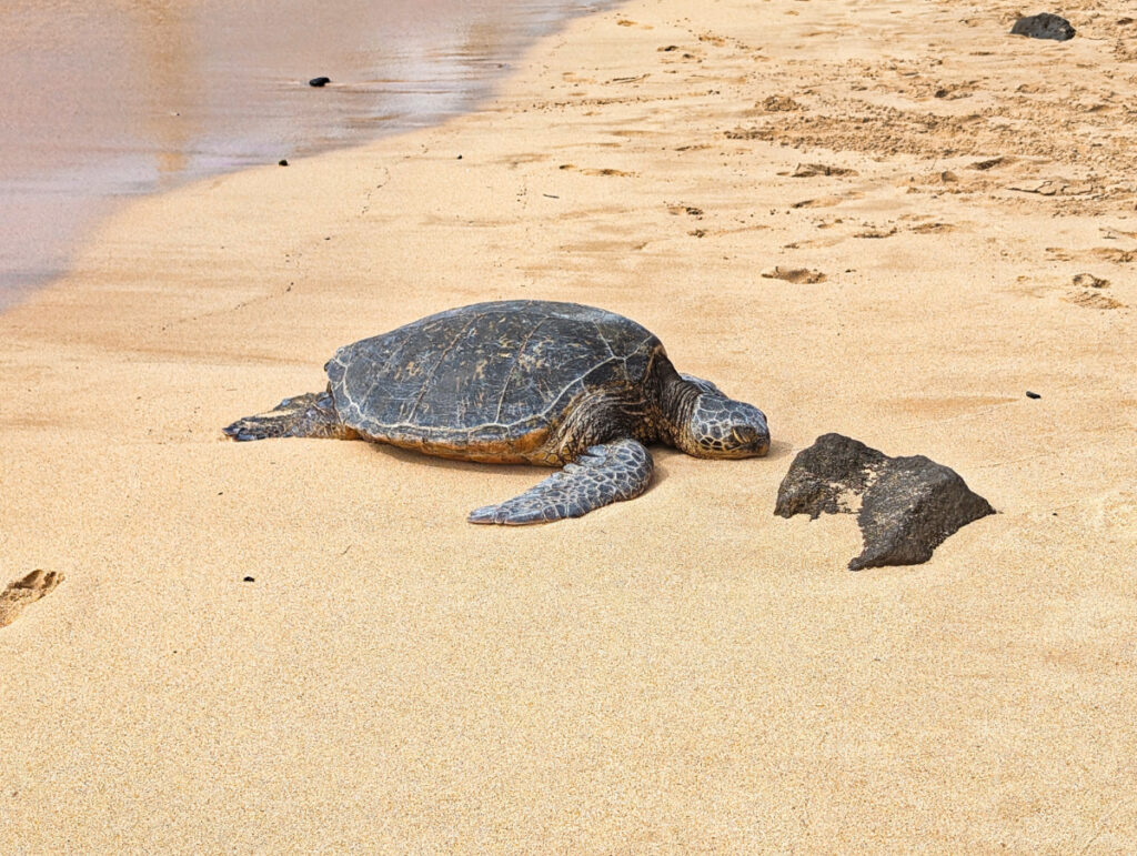Honu Hawaiian Green Sea Turtle at Poipu Beach Koloa South Shore Kauai Hawaii 2