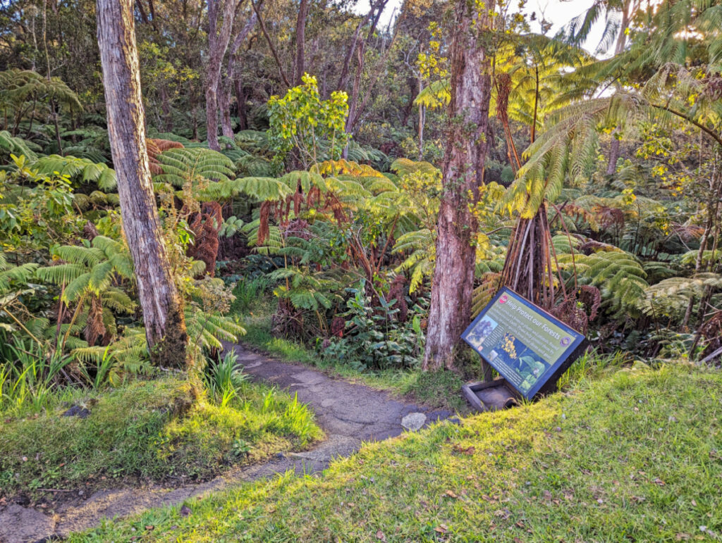 Kilauea Iki Trailhead at Thurston Lava Tube Hawaii Volcanoes National Park Big Island 1