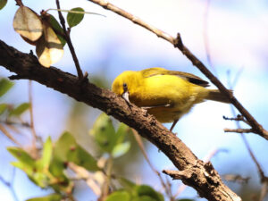 Amakihi at Honuaula Forest Reserve Cloud Forest Hualalai Volcano Kona Coast Big Island Hawaii 4