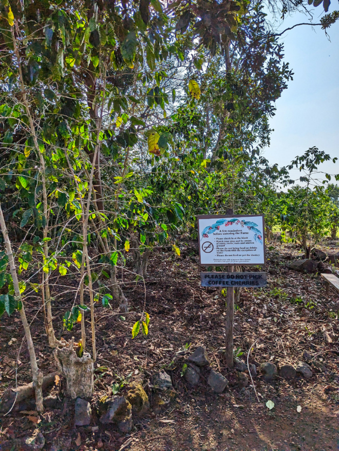 Coffee Trees at Kona Coffee Living History Farm Captain Cook Big Island Hawaii 1
