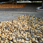 Drying Coffee Beans at Kona Coffee Living History Farm Captain Cook Big Island Hawaii 1