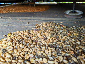 Drying Coffee Beans at Kona Coffee Living History Farm Captain Cook Big Island Hawaii 1
