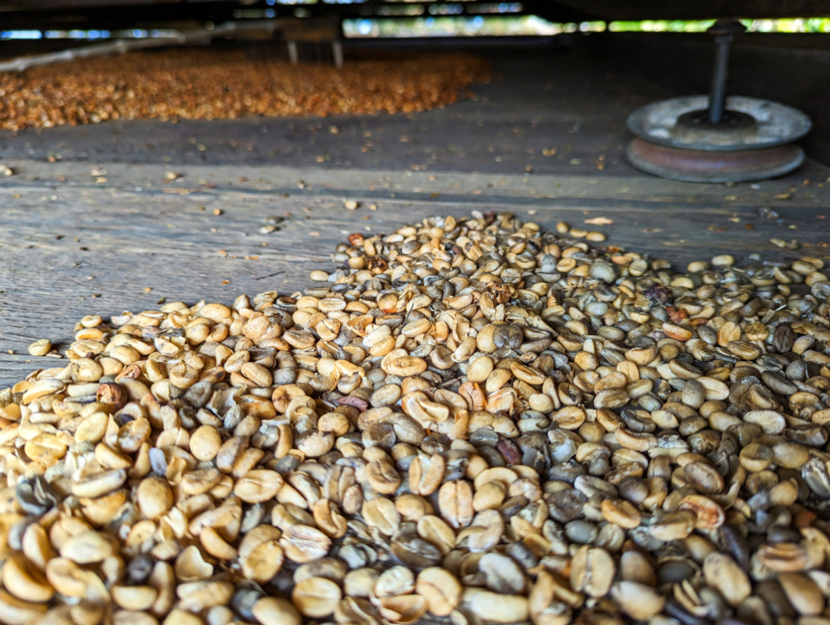 Drying Coffee Beans at Kona Coffee Living History Farm Captain Cook Big Island Hawaii 1