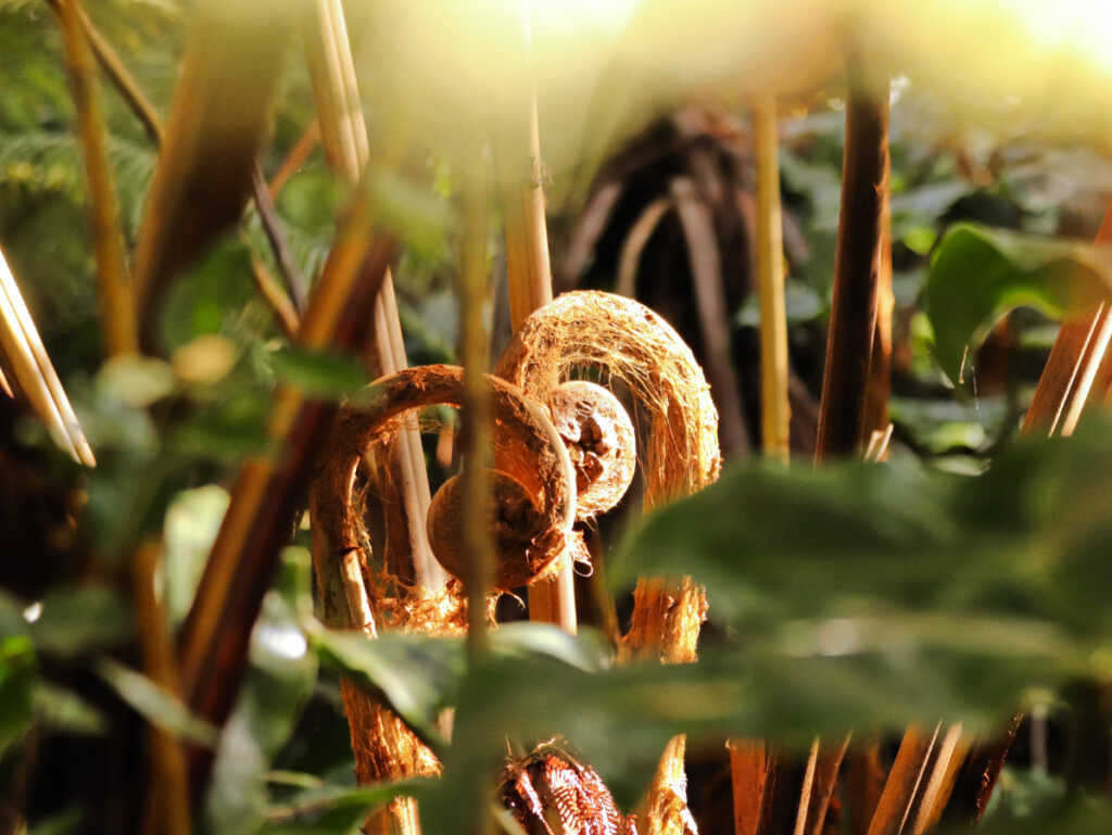 Giant Fern Fiddlehead at Honuaula Forest Reserve Cloud Forest Hualalai Volcano Kona Coast Big Island Hawaii 2