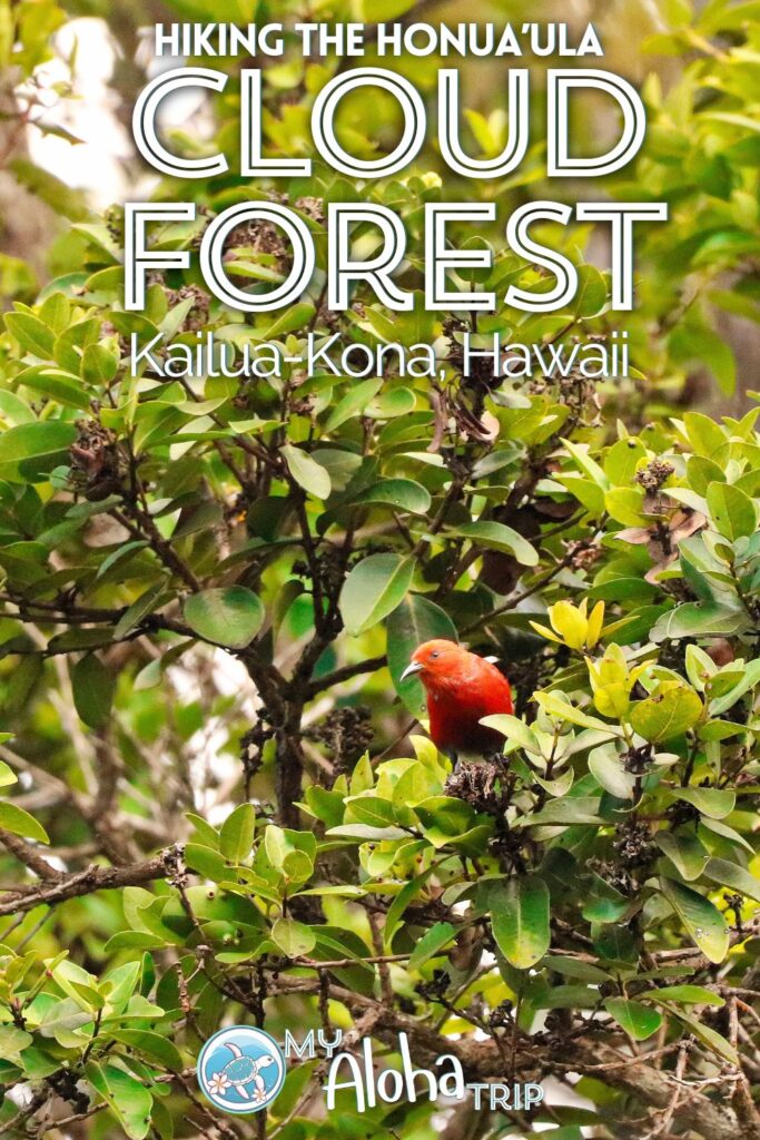 Hiking in the cloud forest of the Kona Coast is a fun, challenging day full of beautiful trails and colorful birdwatching. See what to expect of the Jurassic trails and others at the Honua'ula Forest Reserve just outside Kailua-Kona on the Big Island of Hawaii.