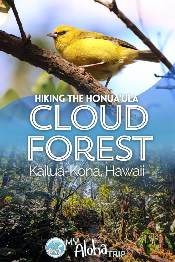 Hiking in the cloud forest of the Kona Coast is a fun, challenging day full of beautiful trails and colorful birdwatching. See what to expect of the Jurassic trails and others at the Honua'ula Forest Reserve just outside Kailua-Kona on the Big Island of Hawaii.