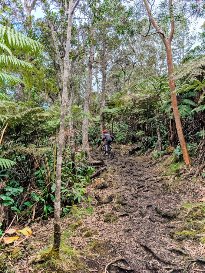 Mountain Biker on trail at Honuaula Forest Reserve Cloud Forest Hualalai Volcano Kona Coast Big Island Hawaii 2
