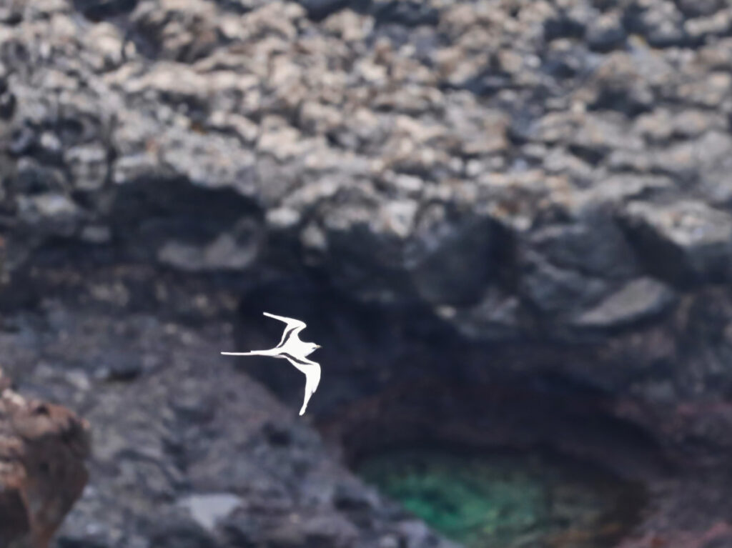 Koae Hawaiian Tropicbird flying at Makapuu Point Lighthouse Honolulu Oahu Hawaii 4