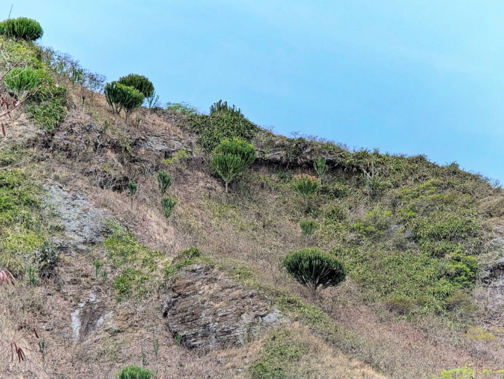 Madagascar tree on cliff at Koko Crater Botanical Garden Honolulu Oahu Hawaii 1