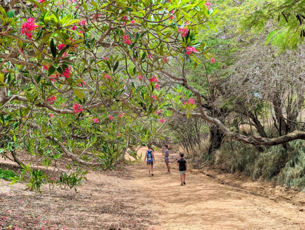 Taylor Family at Koko Crater Botanical Garden Plumeria Grove Honolulu Oahu Hawaii 1