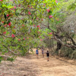 Taylor Family at Koko Crater Botanical Garden Plumeria Grove Honolulu Oahu Hawaii 1