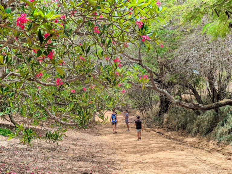Taylor Family at Koko Crater Botanical Garden Plumeria Grove Honolulu Oahu Hawaii 1