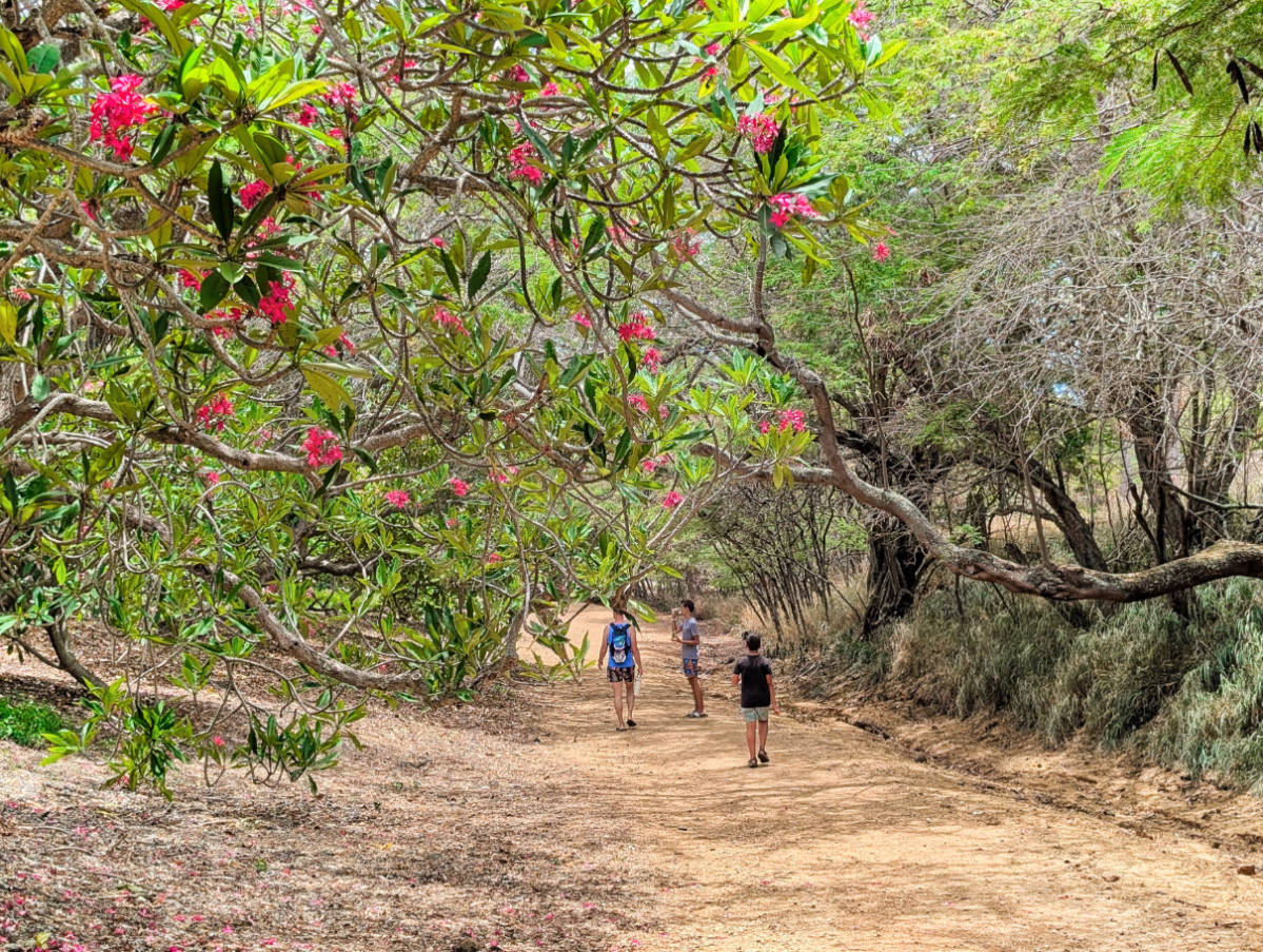 Visiting the Koko Crater Botanical Garden: Easy, Beautiful Hiking on Oahu