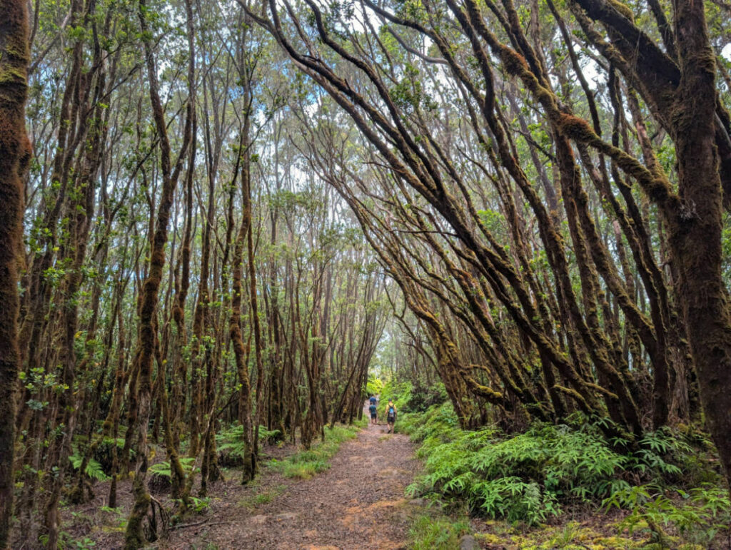 Taylor Family hiking Pihea Trail Kokee State Park Kauai Hawaii 8