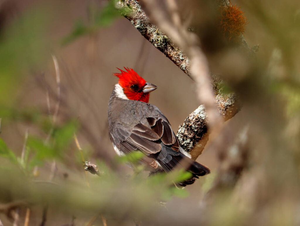 Brazilian Cardinal at Koko Crater Rail Trail Honolulu Oahu Hawaii 1
