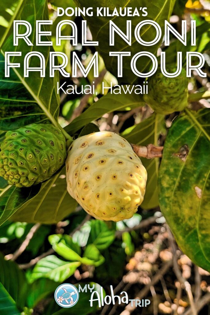 Doing the Real Noni farm tour on Kauai is a really unique thing to add to your visit. Learn about the health benefits of noni fruit and explore this fascinating farmstead near the town of Kilauea. Really cool addition to your trip!