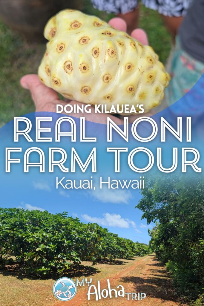 Doing the Real Noni farm tour on Kauai is a really unique thing to add to your visit. Learn about the health benefits of noni fruit and explore this fascinating farmstead near the town of Kilauea. Really cool addition to your trip!