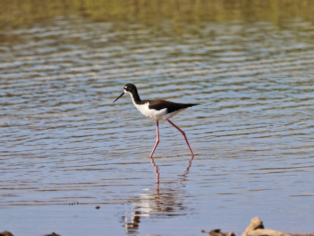 Hawaiian Stilt at Kealia Pond National Wildlife Refuge Kihei Maui Hawaii 1