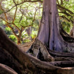 Jurrasic Park Banyan Trees in Allerton National Tropical Botanical Garden Koloa Kauaai Hawaii 3