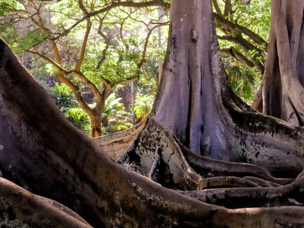Jurrasic Park Banyan Trees in Allerton National Tropical Botanical Garden Koloa Kauaai Hawaii 3
