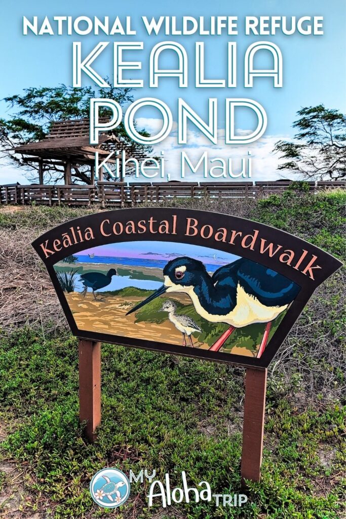 Kealia Pond National Wildlife Refuge in Kihei is a great place on Maui for birdwatching and seeing some unique endemic bird species. See how you can visit and just when this protected and unique estuary is open to the public.