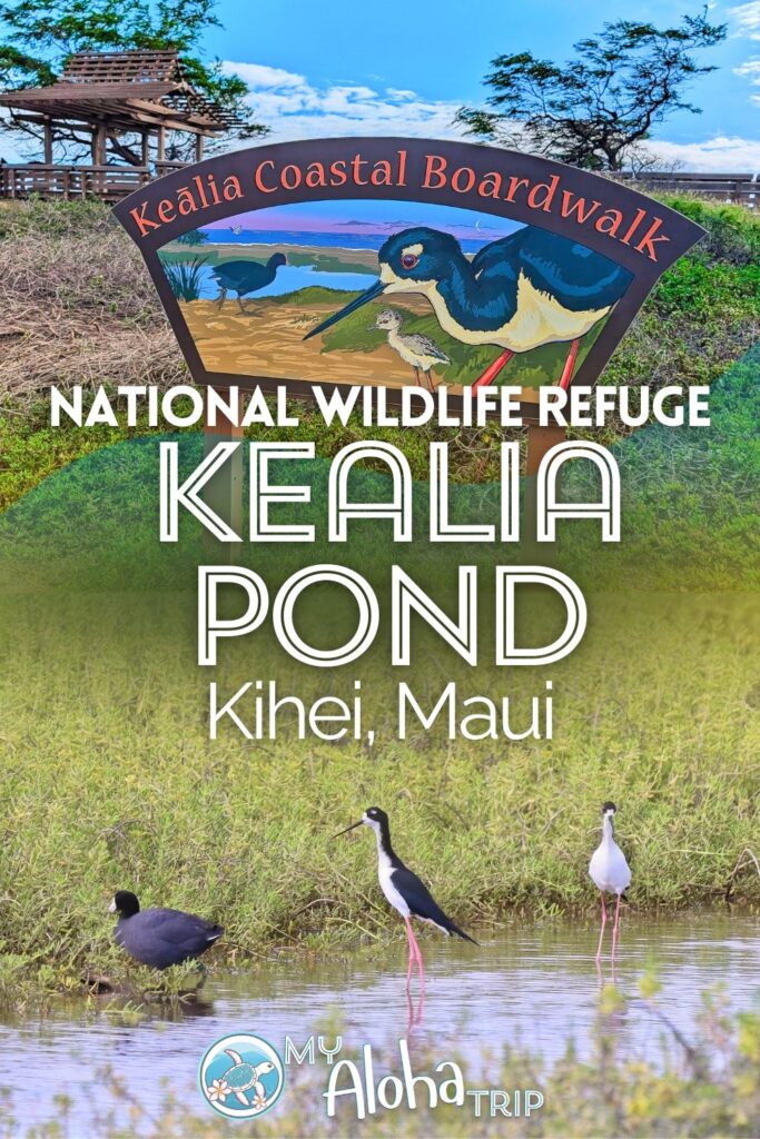 Kealia Pond National Wildlife Refuge in Kihei is a great place on Maui for birdwatching and seeing some unique endemic bird species. See how you can visit and just when this protected and unique estuary is open to the public.