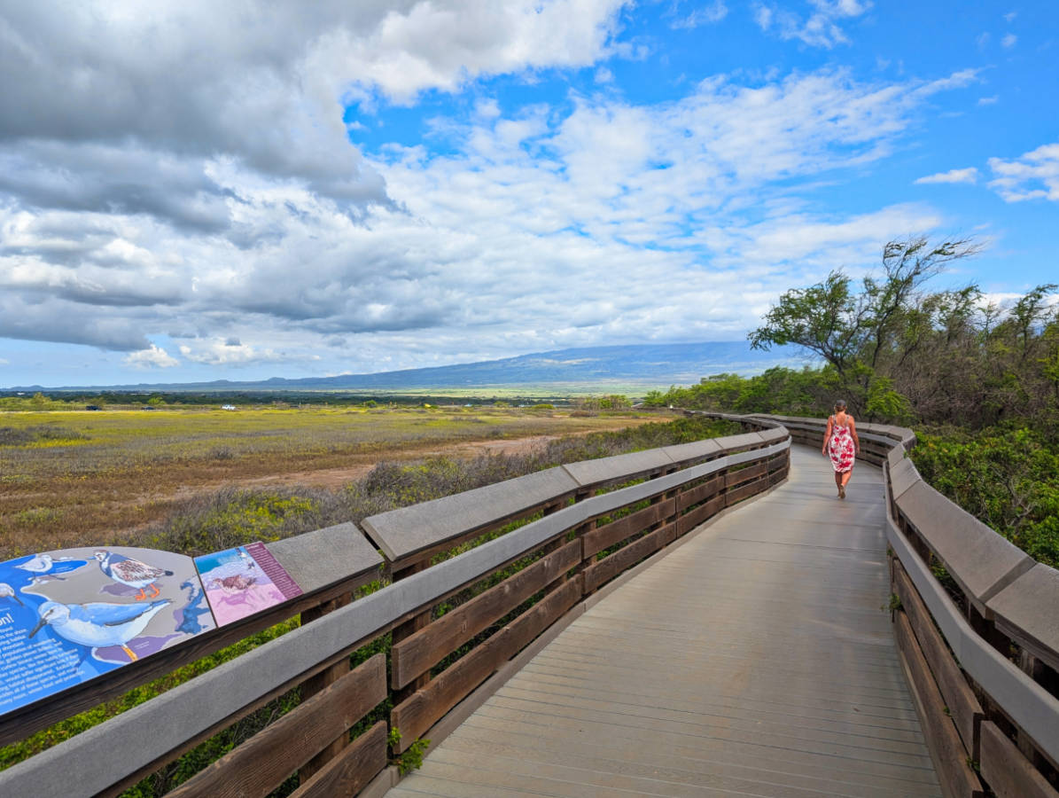 Kealia Pond National Wildlife Refuge: Kihei’s Unique Endemic Bird Sanctuary