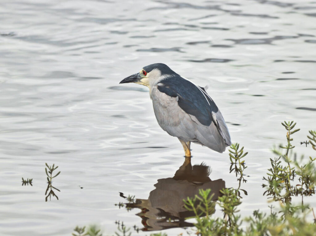 Night Heron at Kealia Pond National Wildlife Refuge Kihei Maui Hawaii 4