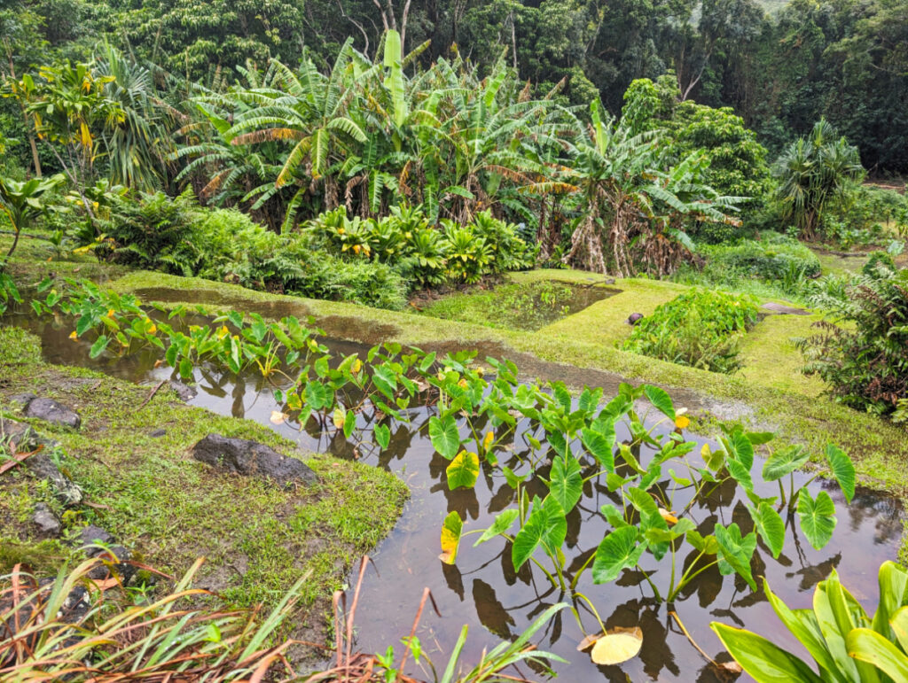 Taro Farm in Halawa Valley North Shore Molokai Hawaii 1