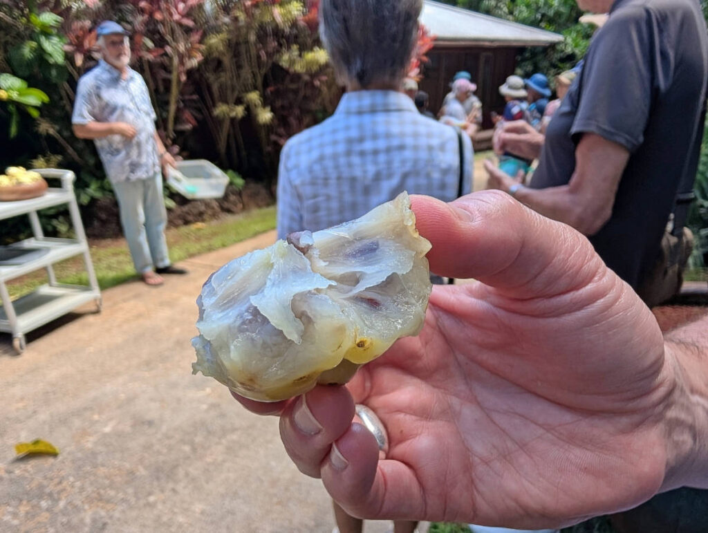 Trying Noni Fruit in orchard at Real Noni Farm Tour Kilauea Kauai Hawaii 1