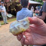 Trying Noni Fruit in orchard at Real Noni Farm Tour Kilauea Kauai Hawaii 1