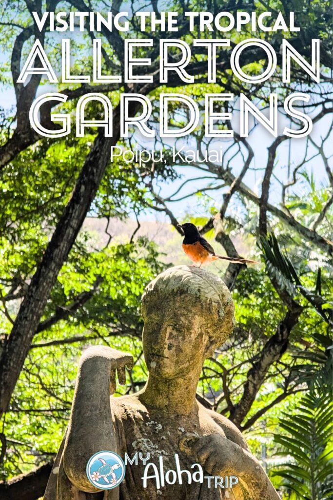 The Allerton Gardens on Kauai's south shore are a beautiful place to explore when you're in Poipu. See the epic banyan trees from Jurassic Park, gorgeous tropical flowers and many types of birds at this National Tropical Botanical Garden.