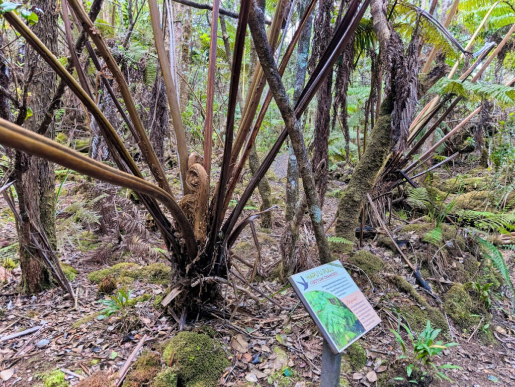 Hapuu Pulu Giant Fern at Kaulana Manu Trail Saddle Road from Hilo Big Island Hawaii 2