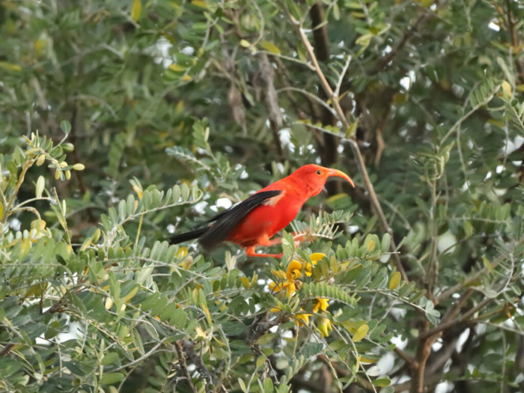 Iiwi Bird in Volcano Forest at Kaulana Manu Trail Saddle Road from Hilo Big Island Hawaii 4