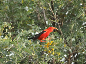 Iiwi Bird in Volcano Forest at Kaulana Manu Trail Saddle Road from Hilo Big Island Hawaii 4