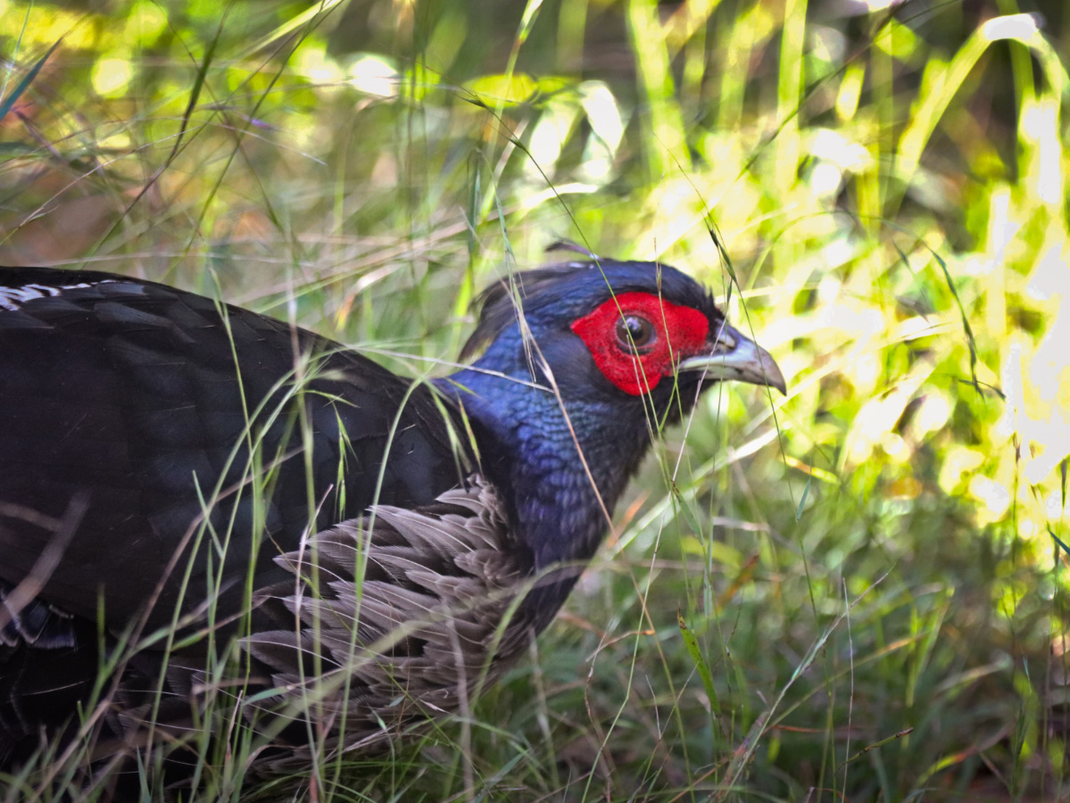 Mauna Loa Birding Trail: the Beautiful Kīpukapuaulu in Hawaii Volcanoes NP