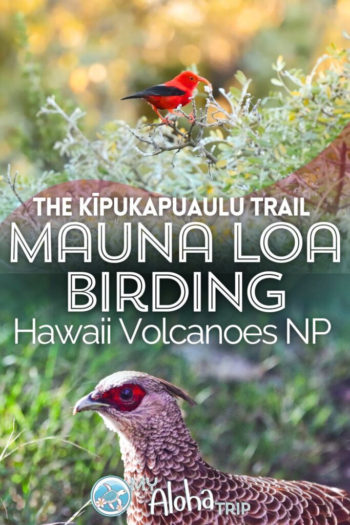 The Kīpukapuaulu Trail, also known as the Mauna Loa Birding Trail, is a great stop just outside the Hawaii Volcanoes National Park entrance and you're sure to see some interesting wildlife. Check out the birds you may see and our tips for having a good time seeking out the colorful birds here on the slopes of Mauna Loa.