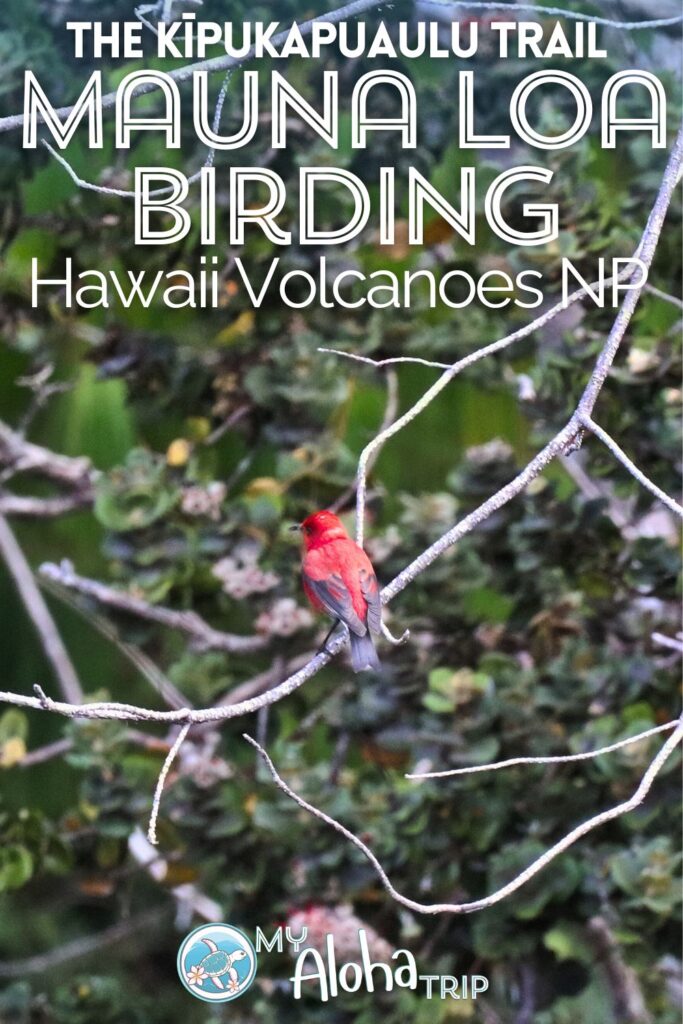 The Kīpukapuaulu Trail, also known as the Mauna Loa Birding Trail, is a great stop just outside the Hawaii Volcanoes National Park entrance and you're sure to see some interesting wildlife. Check out the birds you may see and our tips for having a good time seeking out the colorful birds here on the slopes of Mauna Loa.