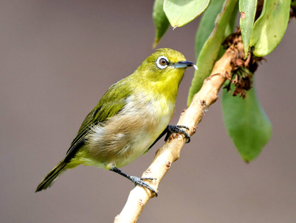 Green Amakihi Bird on Pihea Trail Na Pali Coast Kokee State Park Kauaai Hawaii