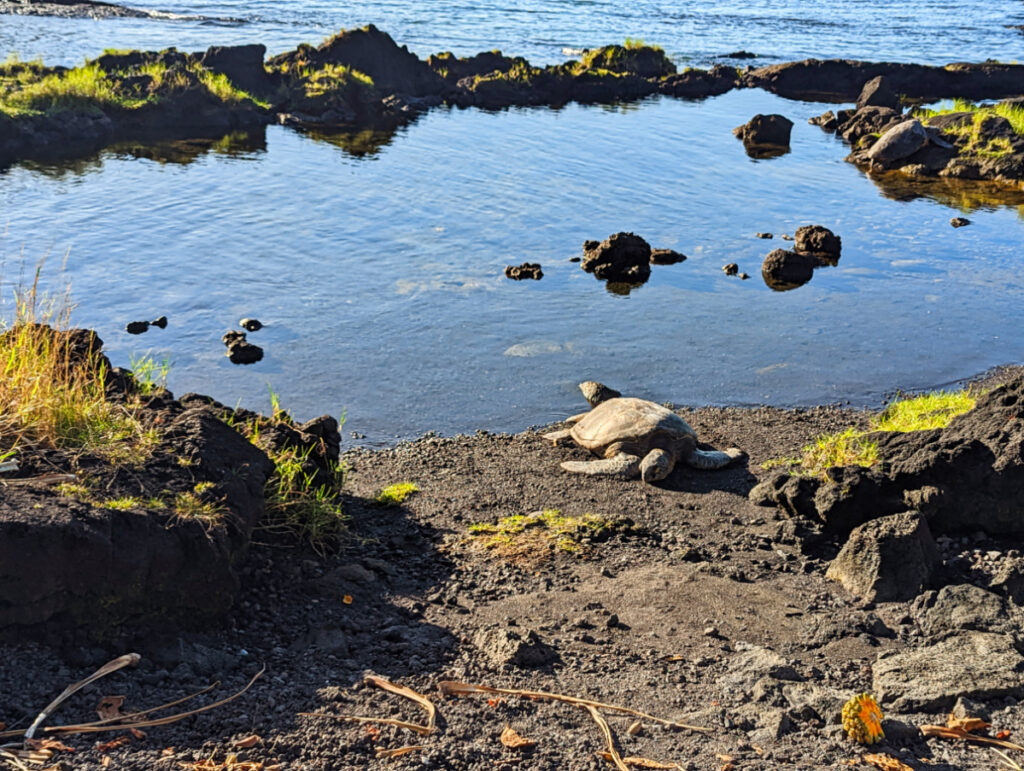 Honu Hawaiian Green Sea Turtle Resting on Leleiwi Beach Hilo Big Island Hawaii