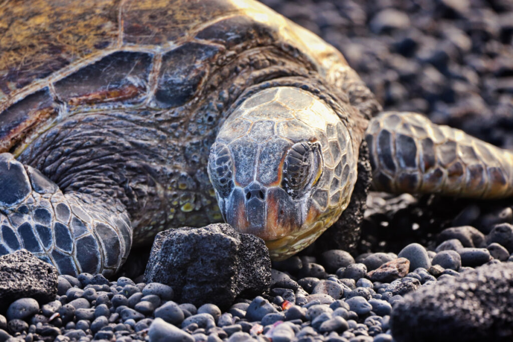 Honu Hawaiian Green Sea Turtle at Punaluu Black Sand Beach Big Island Hawaii